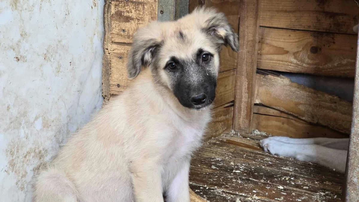 Tango, male puppy Mixed Breed for adoption at Ein Herz für Streuner e.V., München