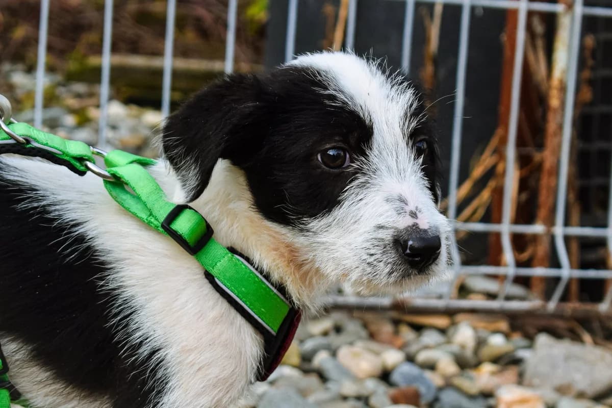 Tani, female puppy Mixed Breed for adoption at Ein Herz für Streuner e.V., München