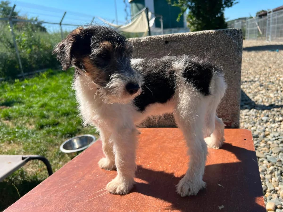 Tansy, female puppy Mixed Breed for adoption at Ein Herz für Streuner e.V., München