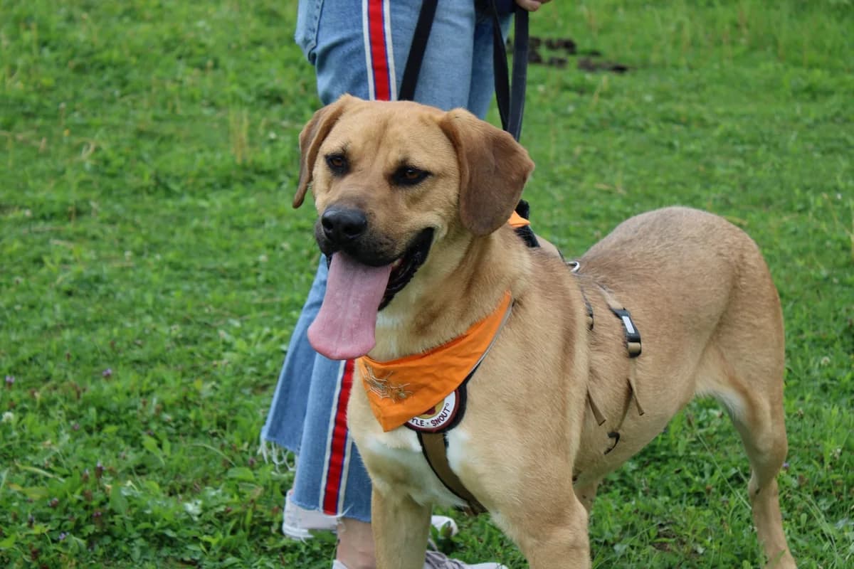 Tantoo, weiß female 5yo Mixed Breed for adoption at Ein Herz für Streuner e.V., München
