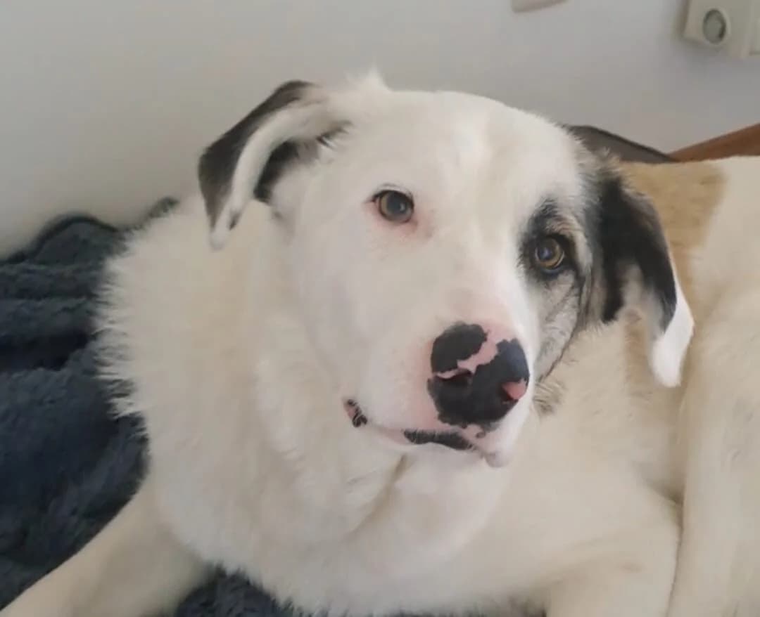 Tapio, weiß male 5yo Mixed Breed for adoption at Ein Herz für Streuner e.V., München