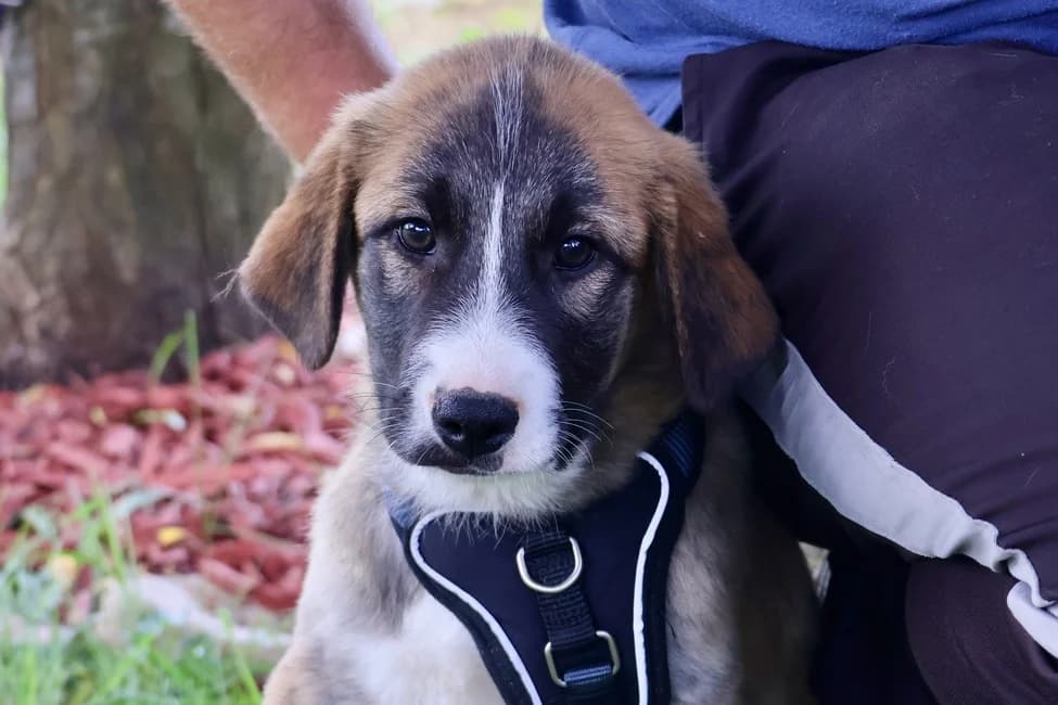 Taps, schwarz male puppy Mixed Breed for adoption at Ein Herz für Streuner e.V., München