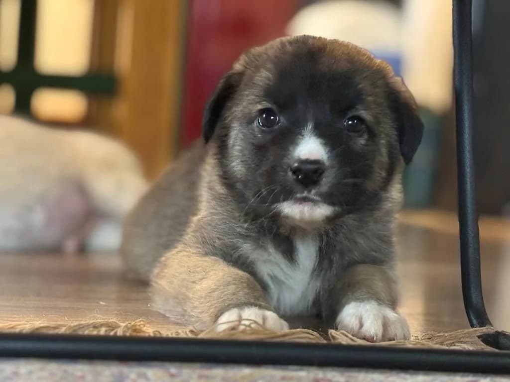 Tapsy, weiß male puppy Mixed Breed for adoption at Ein Herz für Streuner e.V., München