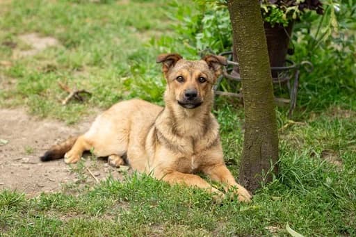 Tara, female puppy Mixed Breed for adoption at Ein Herz für Streuner e.V., München