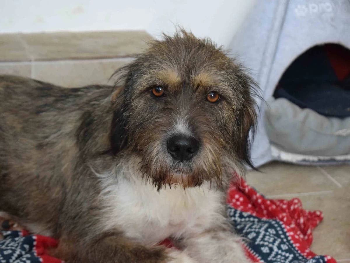 Tara, female 5yo Mixed Breed for adoption at Ein Herz für Streuner e.V., München