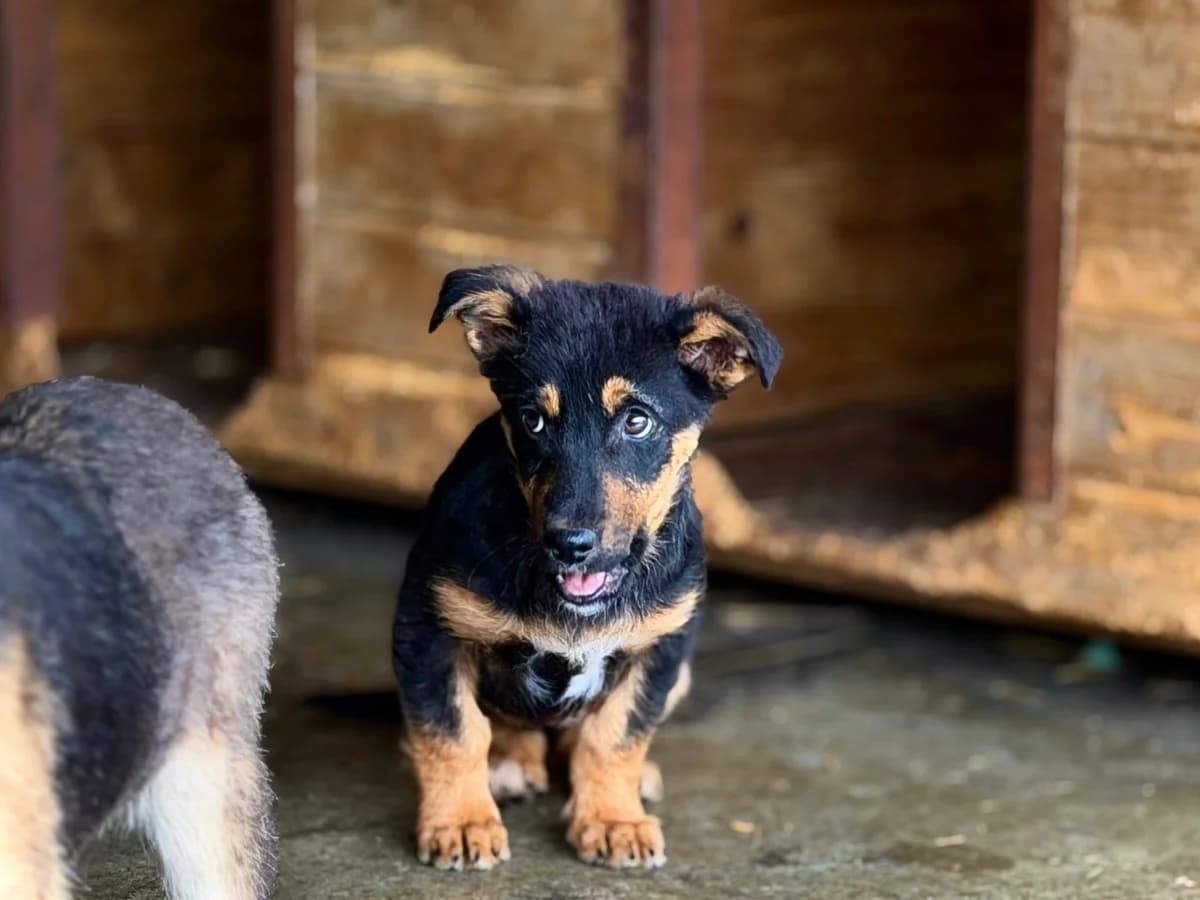 Tara, schwarz male puppy Mixed Breed for adoption at Ein Herz für Streuner e.V., München