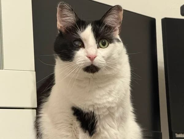 Taranis, male 6yo Mixed Breed for adoption at Ein Herz für Streuner e.V., München