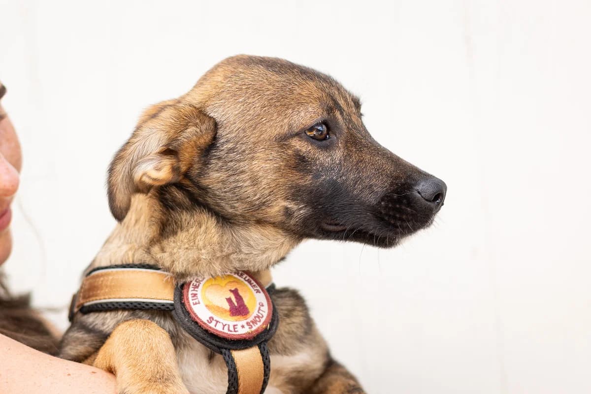 Tarja, female puppy Mixed Breed for adoption at Ein Herz für Streuner e.V., München
