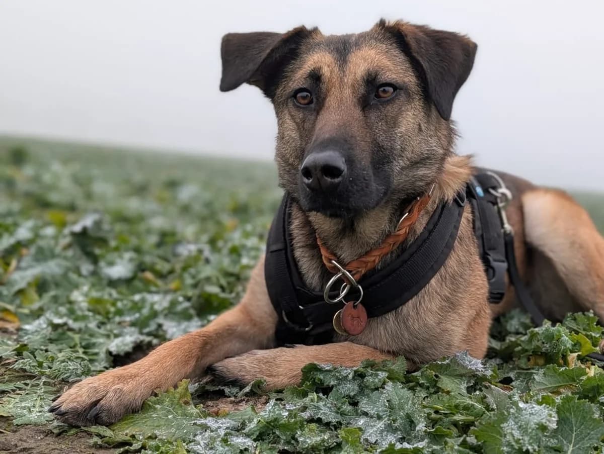 Tarja, female young Mixed Breed for adoption at Ein Herz für Streuner e.V., München