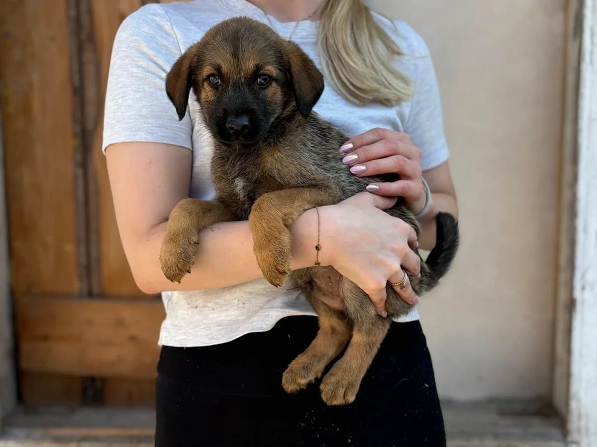Taro, male puppy Mixed Breed for adoption at Ein Herz für Streuner e.V., München