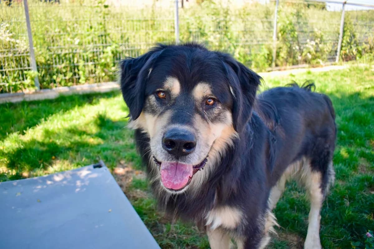 Taro, schwarz male 3yo Mixed Breed for adoption at Ein Herz für Streuner e.V., München