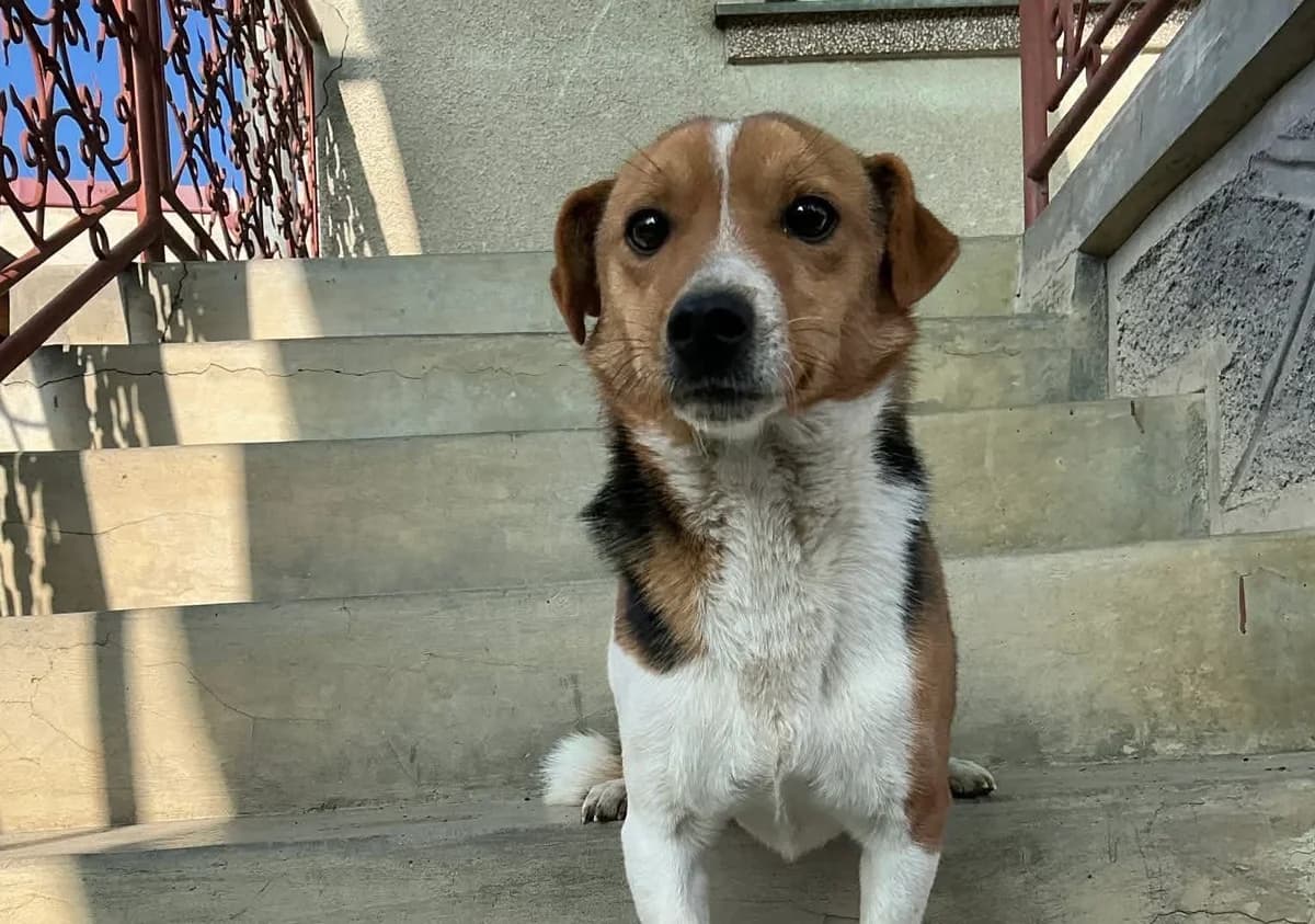 Tarzan, male 5yo Mixed Breed for adoption at Ein Herz für Streuner e.V., München