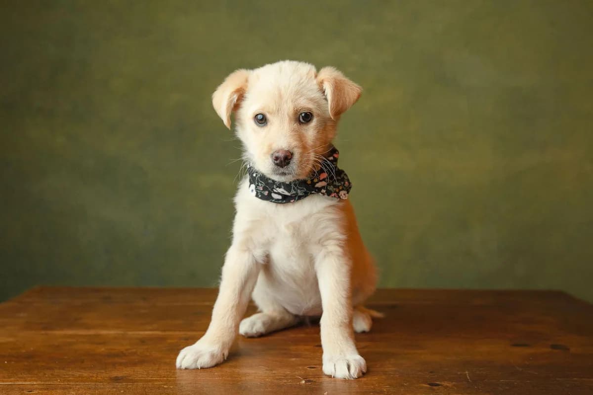 Taschi, female puppy Mixed Breed for adoption at Ein Herz für Streuner e.V., München