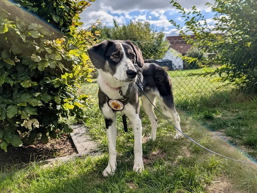 Tash, female puppy Mixed Breed for adoption at Ein Herz für Streuner e.V., München