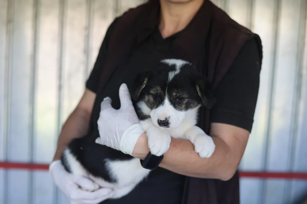 Tasha, female puppy Mixed Breed for adoption at Ein Herz für Streuner e.V., München