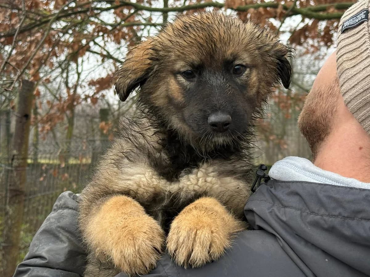 Tashiko, braun female puppy Mixed Breed for adoption at Ein Herz für Streuner e.V., München
