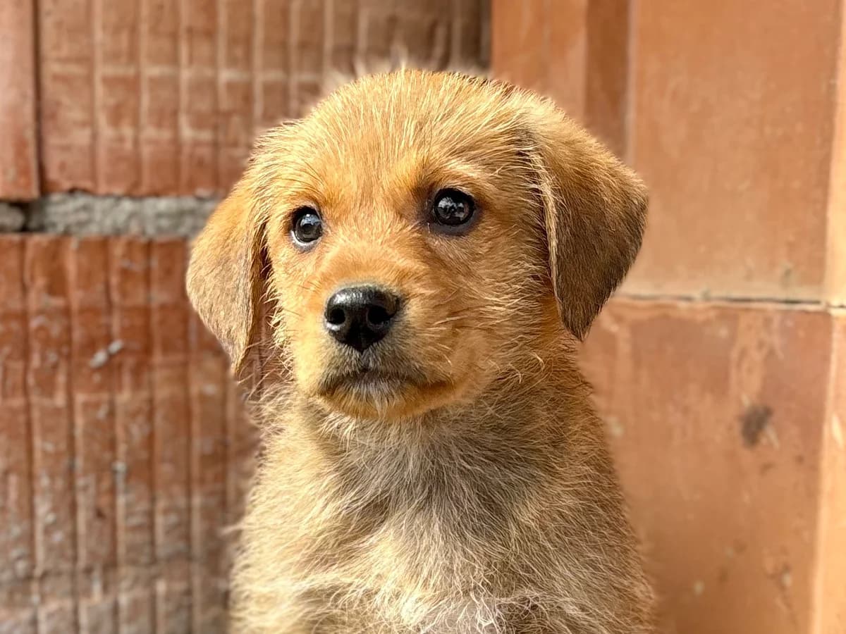 Tassilo, male puppy Mixed Breed for adoption at Ein Herz für Streuner e.V., München