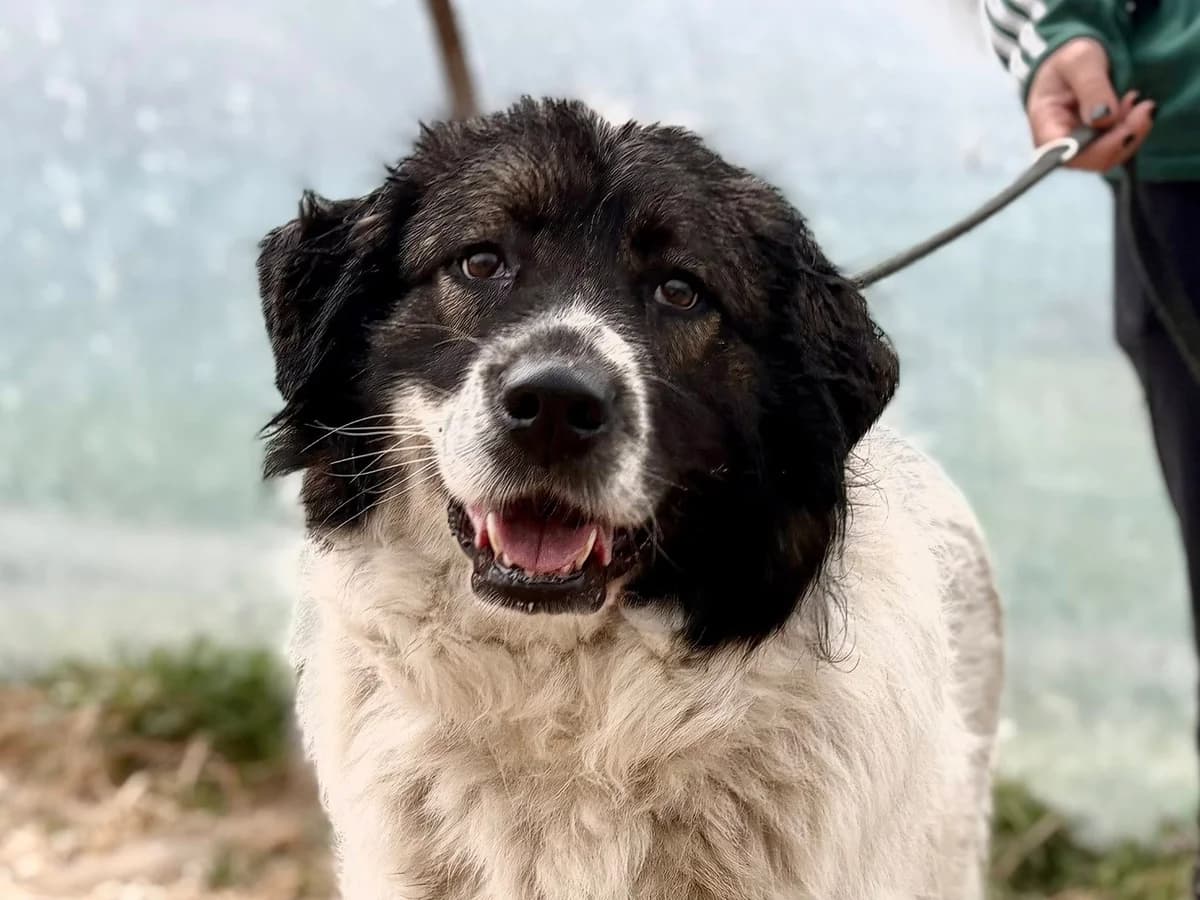 Tatami, female 5yo Mixed Breed for adoption at Ein Herz für Streuner e.V., München