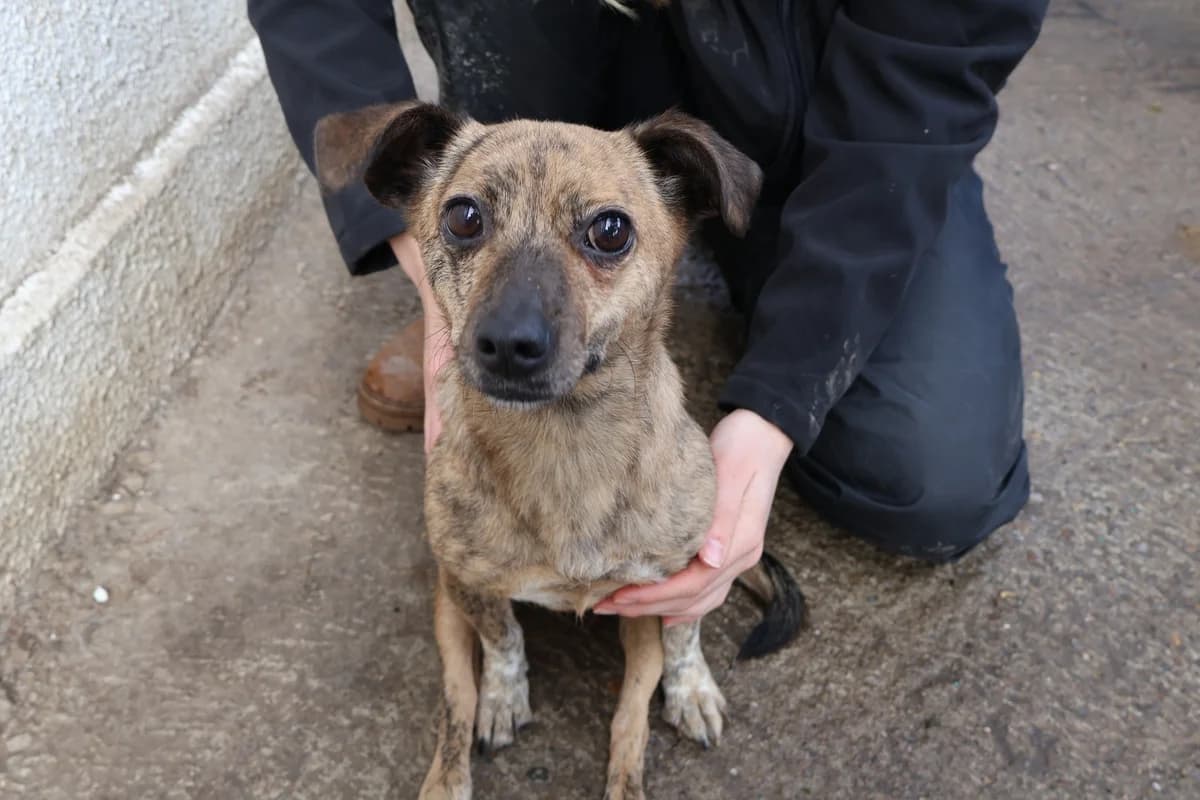 Tati, female 3yo Mixed Breed for adoption at Ein Herz für Streuner e.V., München