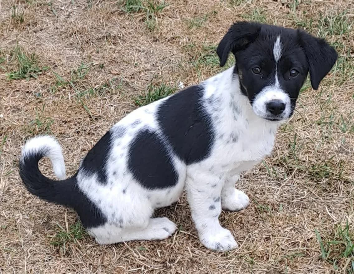 Tatti, weiß female puppy Mixed Breed for adoption at Ein Herz für Streuner e.V., München
