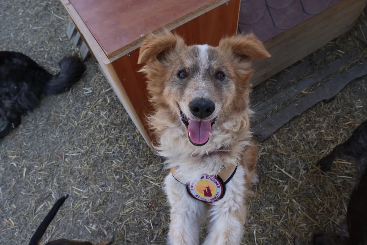 Tattoo, rotbraun male 5yo Mixed Breed for adoption at Ein Herz für Streuner e.V., München