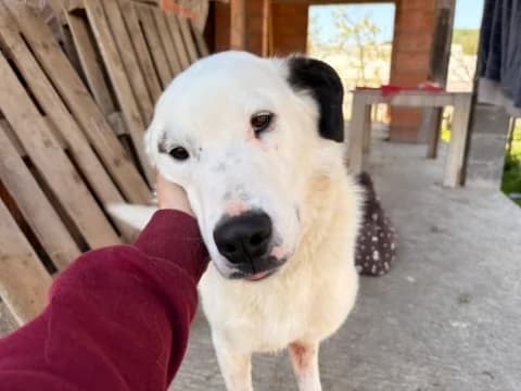 Tatum, male 5yo Mixed Breed for adoption at Ein Herz für Streuner e.V., München