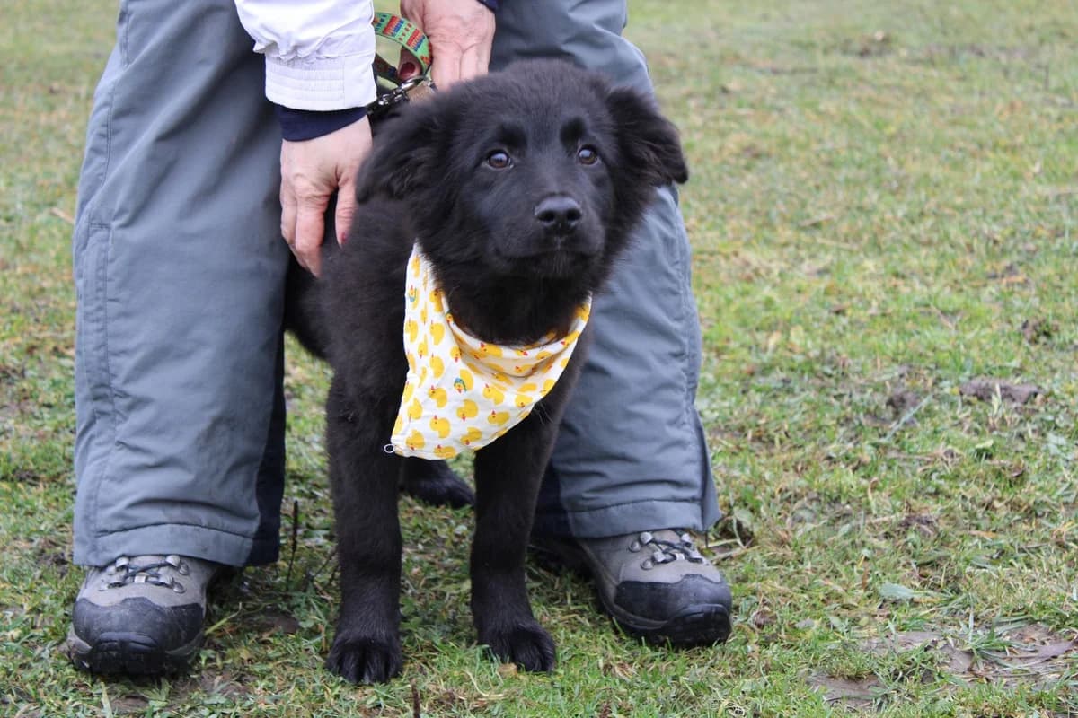 Tauro, male puppy Mixed Breed for adoption at Ein Herz für Streuner e.V., München