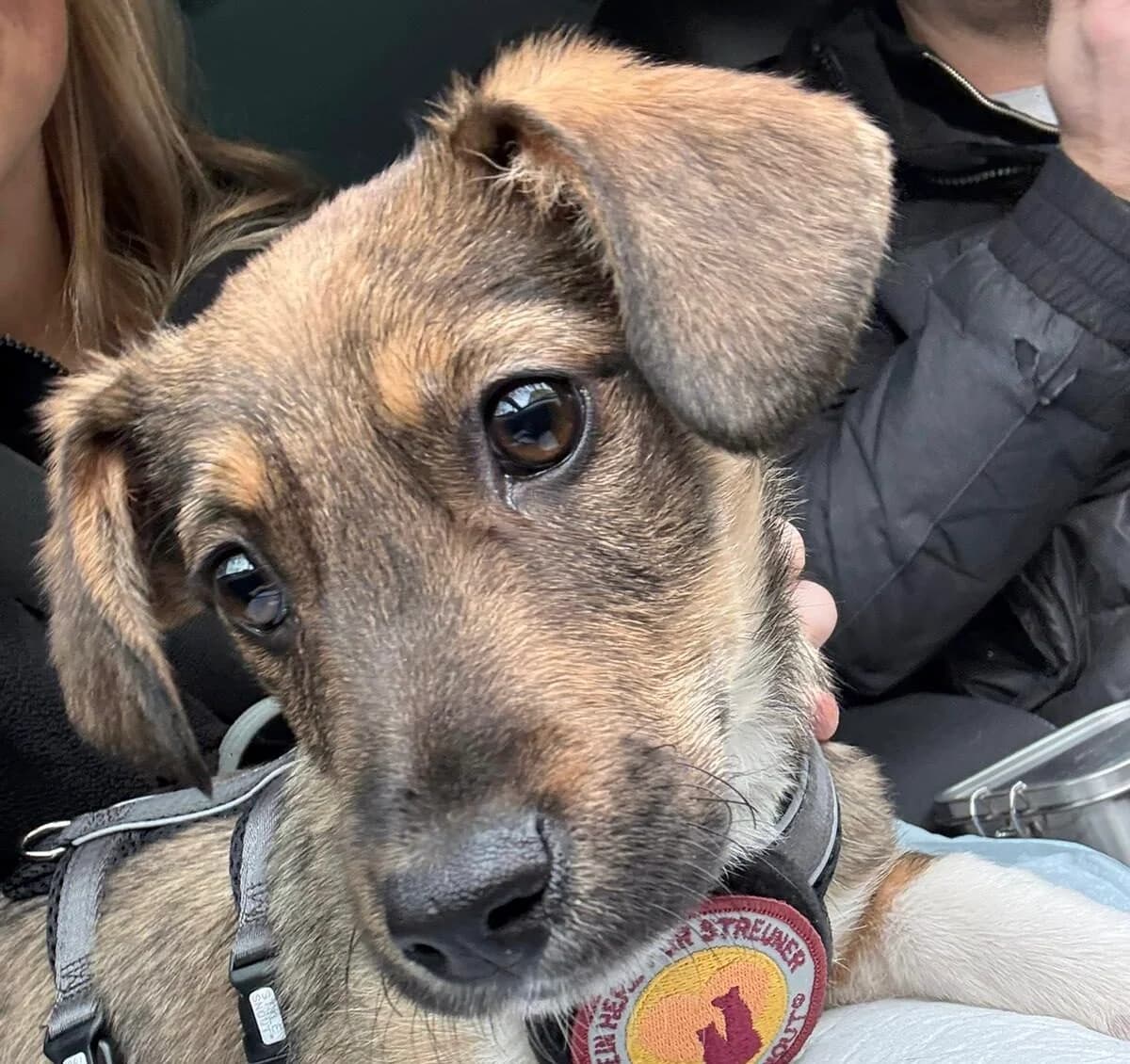 Tavi, male puppy Mixed Breed for adoption at Ein Herz für Streuner e.V., München