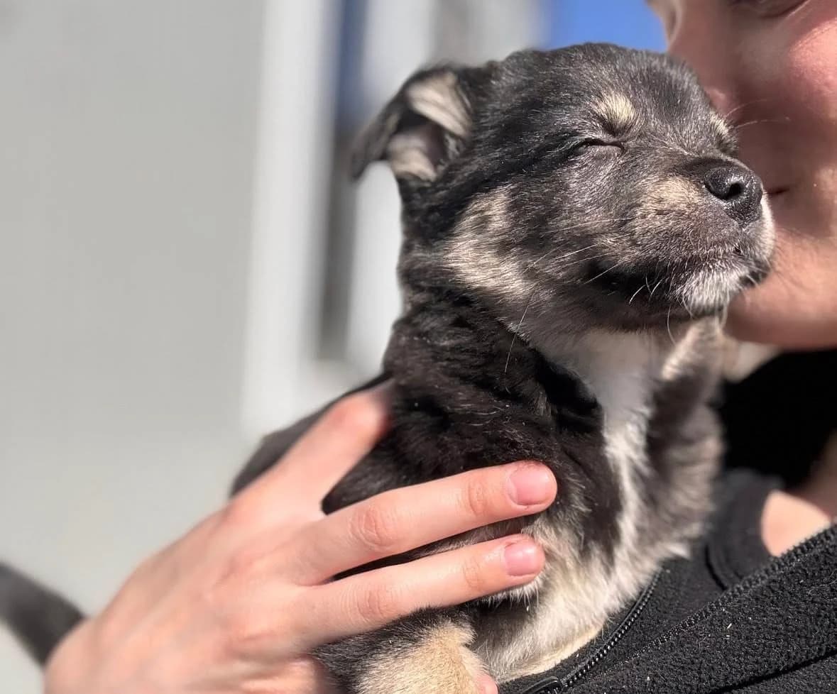 Tavi, female puppy Mixed Breed for adoption at Ein Herz für Streuner e.V., München