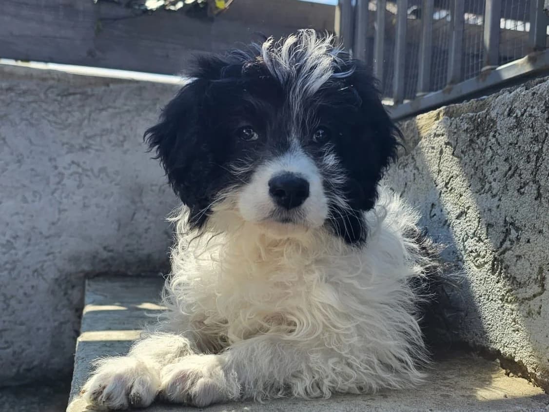 Tavi, male puppy Mixed Breed for adoption at Ein Herz für Streuner e.V., München