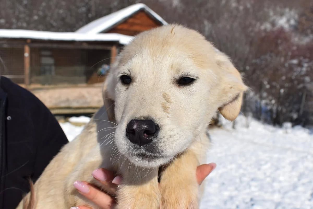 Taxi, braun male puppy Mixed Breed for adoption at Ein Herz für Streuner e.V., München