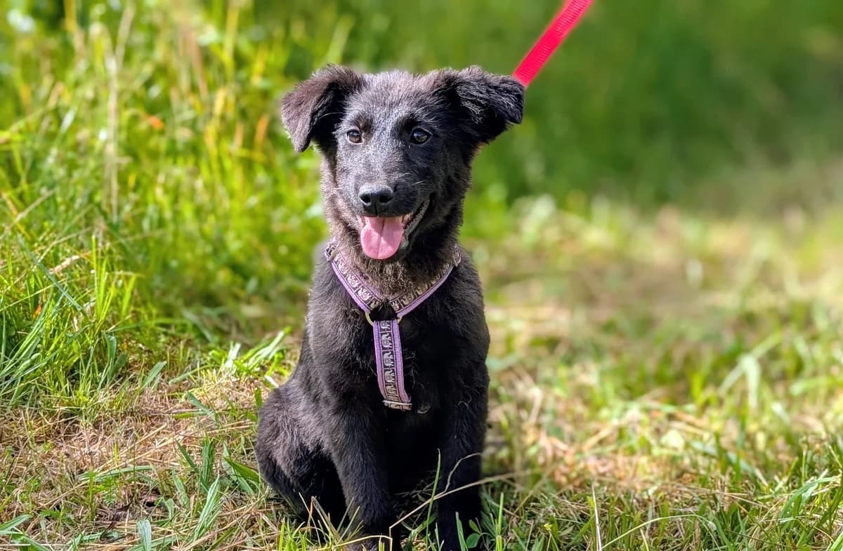 Taya, zweifarbig female puppy Mixed Breed for adoption at Ein Herz für Streuner e.V., München