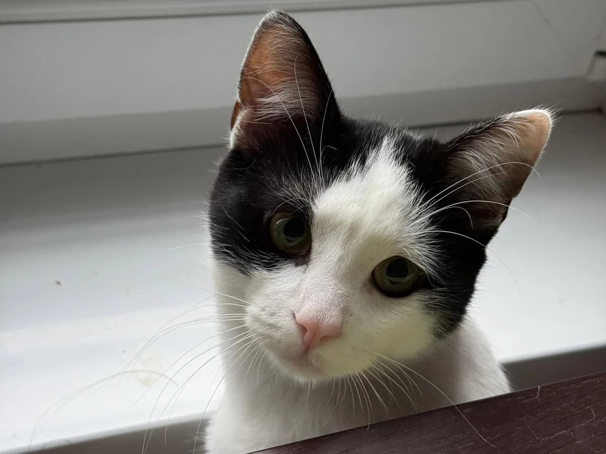 Taylor, male Mixed Breed for adoption at Ein Herz für Streuner e.V.