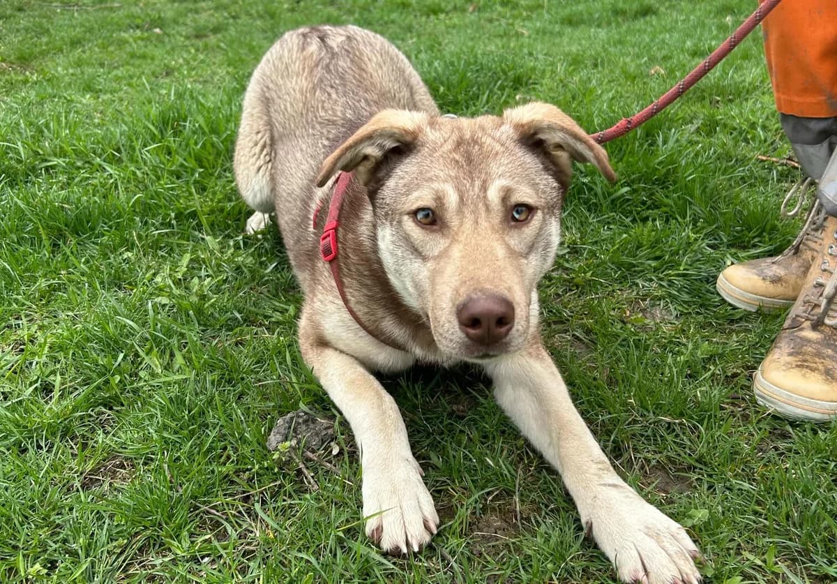 Tayo, hellbraun female puppy Mixed Breed for adoption at Ein Herz für Streuner e.V., München