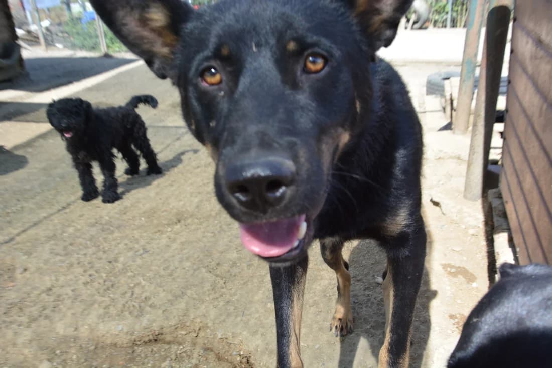 Tayo, male young Mixed Breed for adoption at Ein Herz für Streuner e.V., München