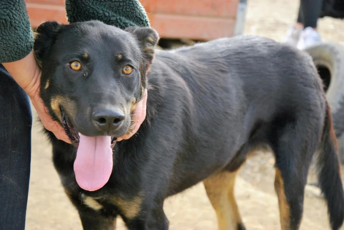 Tayo, male young Mixed Breed for adoption at Ein Herz für Streuner e.V., München