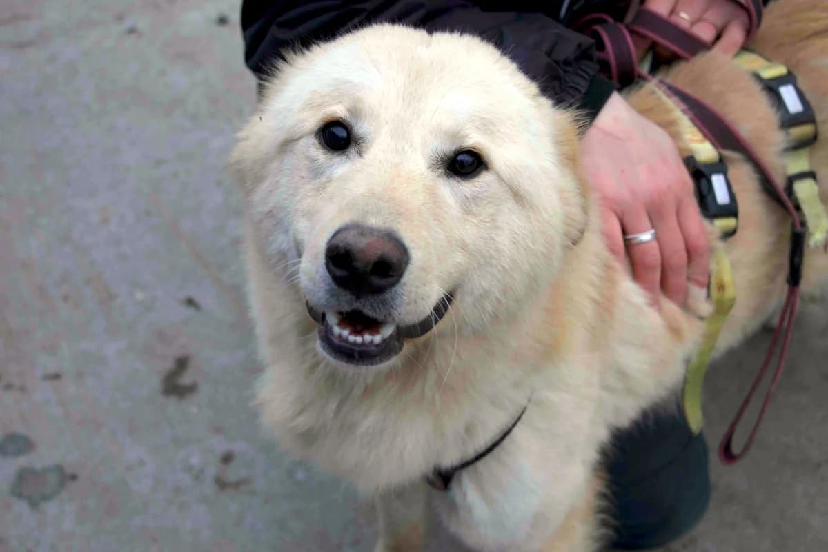 Tayo, male young Mixed Breed for adoption at Ein Herz für Streuner e.V., München