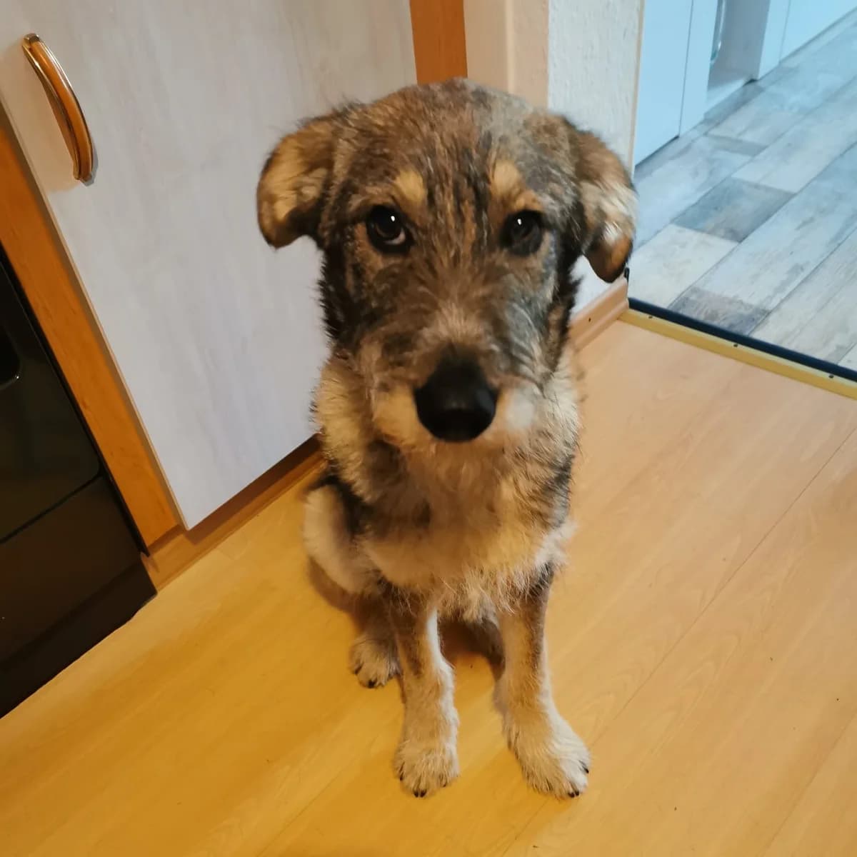 Tayto, male puppy Mixed Breed for adoption at Ein Herz für Streuner e.V., München