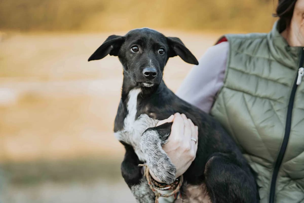 Tayvo, male puppy Mixed Breed for adoption at Ein Herz für Streuner e.V., München