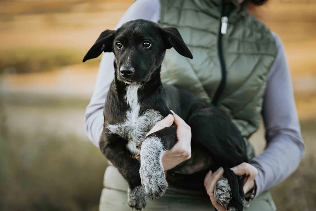 Tayvo, male puppy Mixed Breed for adoption at Ein Herz für Streuner e.V., München