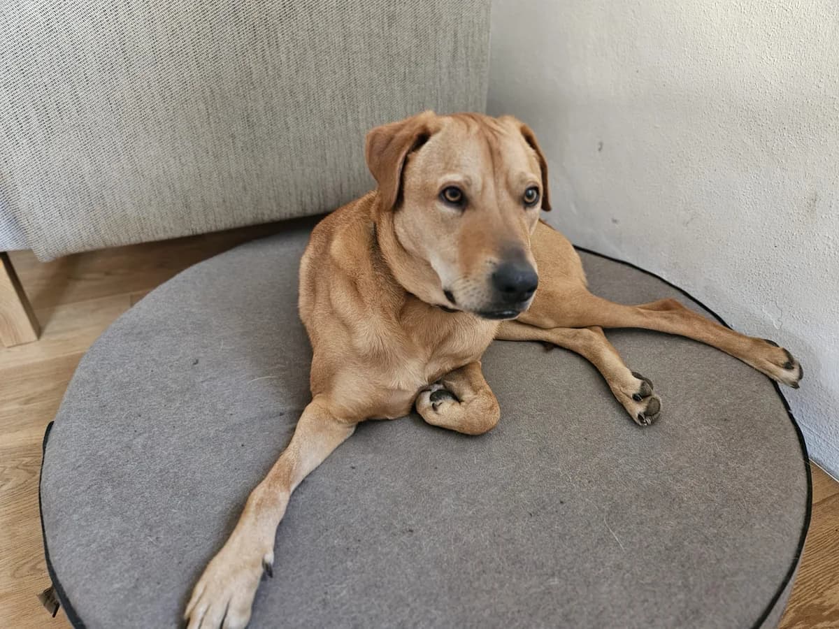Ted, male 3yo Mixed Breed for adoption at Ein Herz für Streuner e.V., München