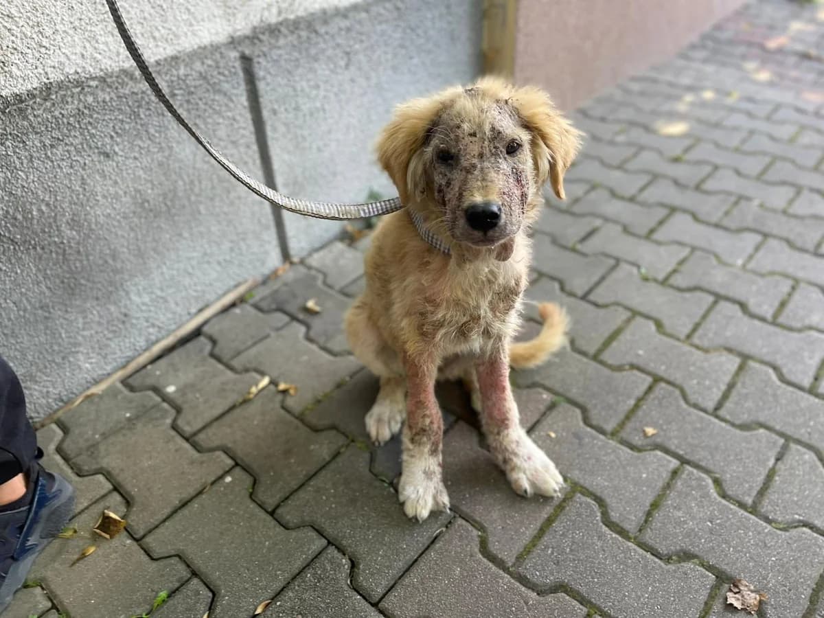 Ted, male puppy Mixed Breed for adoption at Ein Herz für Streuner e.V., München
