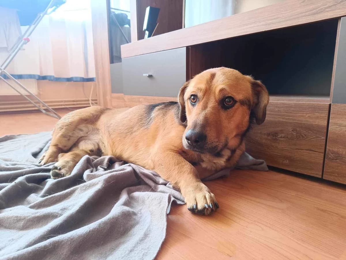 Teddy, hellbraun 3yo Mixed Breed for adoption at Ein Herz für Streuner e.V., München