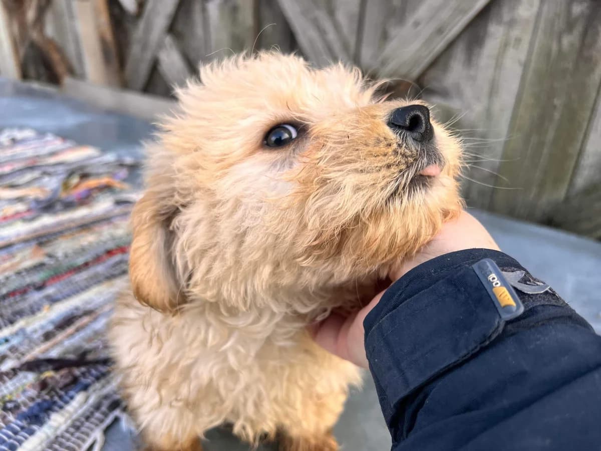 Teddy, male puppy Mixed Breed for adoption at Ein Herz für Streuner e.V., München
