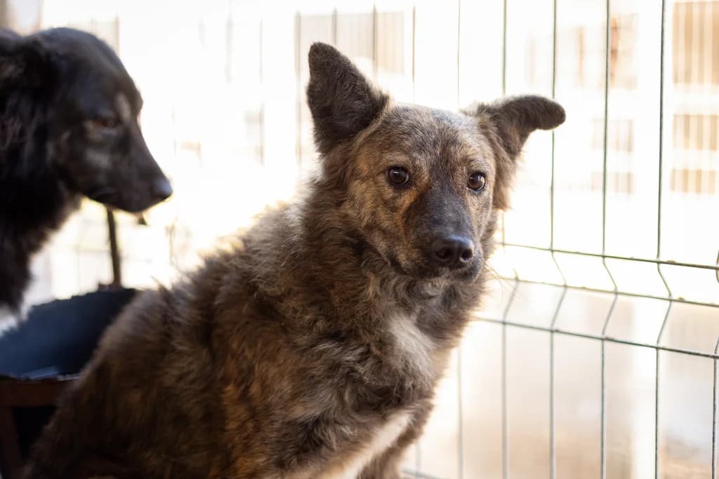 Teddy, braun male 5yo Mixed Breed for adoption at Ein Herz für Streuner e.V., München