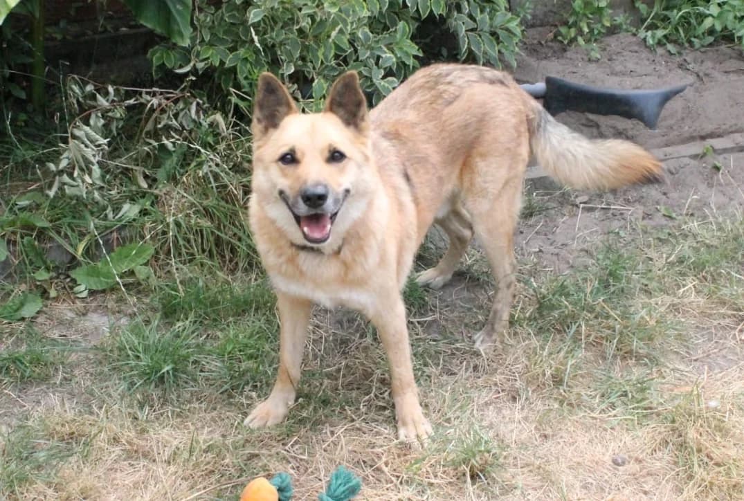Teddy, male 5yo Mixed Breed for adoption at Ein Herz für Streuner e.V., München
