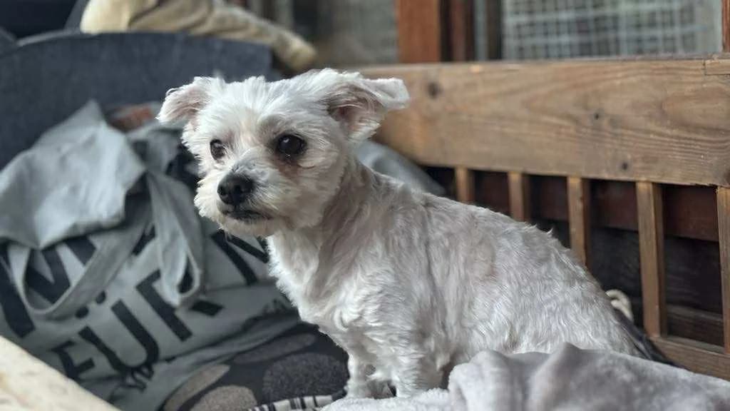 Teddy, senior Mixed Breed for adoption at Ein Herz für Streuner e.V., München