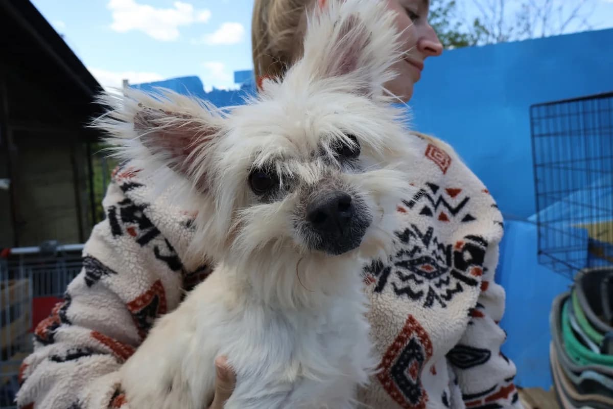 Teddy, Mixed Breed for adoption at Ein Herz für Streuner e.V., München