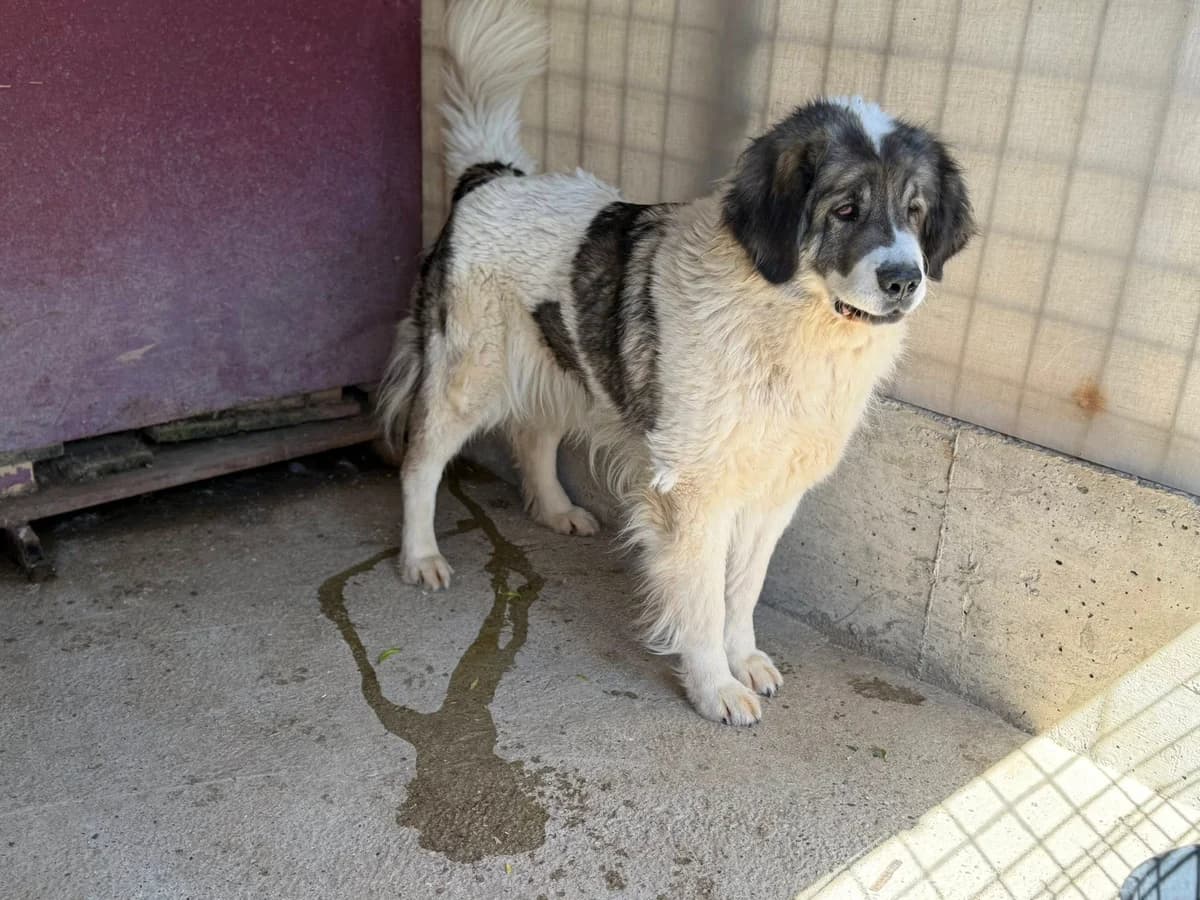 Tela, female 5yo Mixed Breed for adoption at Ein Herz für Streuner e.V., München