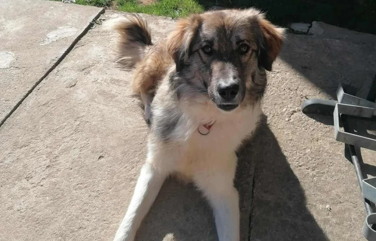Tequila, schwarz male 5yo Mixed Breed for adoption at Ein Herz für Streuner e.V., München